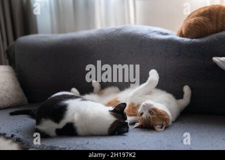 due gatti domestici dormono insieme su un divano grigio Foto Stock