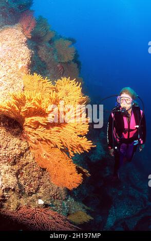 Subacquea femminile al muro di roccia coperto da appassionati di mare a Seal Island, Mare di Cortez, Messico Foto Stock