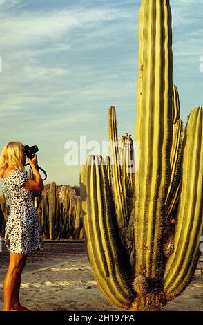 Giovane donna con macchina fotografica che fotografa cactus gigante suguaro, sonora Bay, Messico Foto Stock