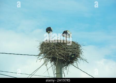 grande uccello di guado della famiglia della cicogna Foto Stock