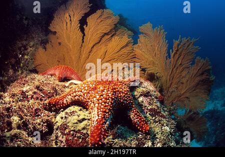 Stelle marine rosse e bianche e appassionati di mare arancio a Seal Island, Sea of Cortez, Messico Foto Stock