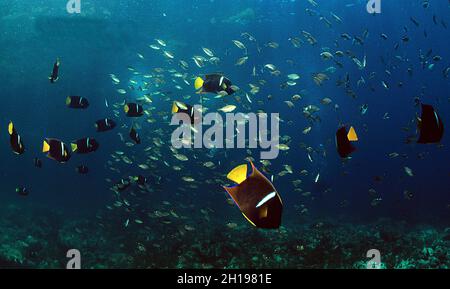 Re angelfishes e nube di damigelle whitespot, Mare di Cortez, Messico Foto Stock