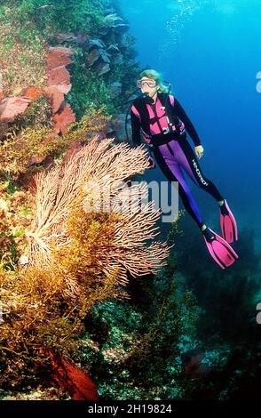 Subacquea femminile al muro di roccia coperto da appassionati di mare a Seal Island, Mare di Cortez, Messico Foto Stock