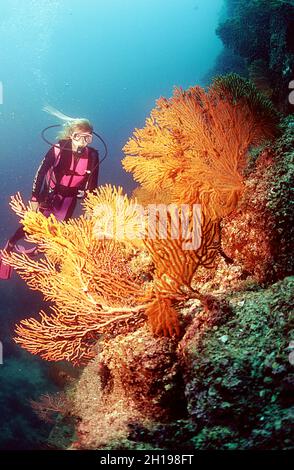 Subacquea femminile e gruppo di appassionati di mare arancione, Seal Island, Mare di Cortez, Messico Foto Stock