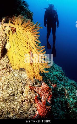 Subacquea femminile su fan di mare arancione e un paio di stelle marine rosse a Seal Island, Mare di Cortez, Messico Foto Stock