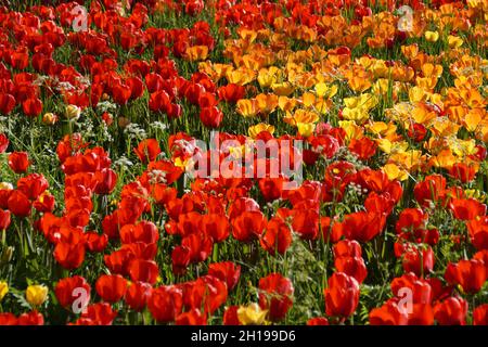 Un rigoglioso prato di primavera pieno di tulipani colorati sull'isola dei fiori di Mainau in un giorno di aprile soleggiato (Germania) Foto Stock