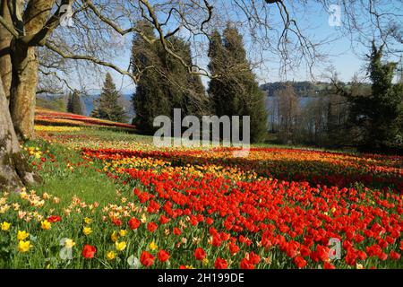 Un rigoglioso prato di primavera pieno di tulipani colorati sull'Isola dei Fiori Mainau in una giornata di aprile soleggiato con le Alpi sullo sfondo (Germania) Foto Stock