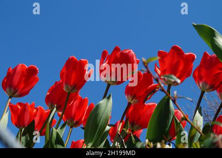Splendidi tulipani rossi luminosi contro il cielo blu in un giorno di aprile soleggiato Foto Stock