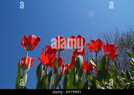 Splendidi tulipani rossi luminosi contro il cielo blu in un giorno di aprile soleggiato Foto Stock