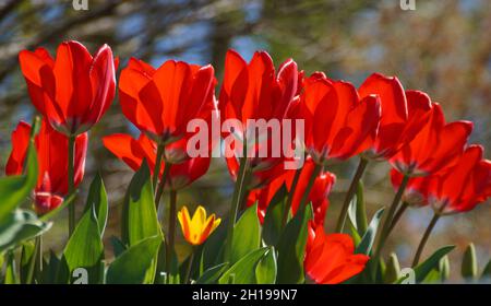 Splendidi tulipani rossi luminosi contro il cielo blu in un giorno di aprile soleggiato Foto Stock