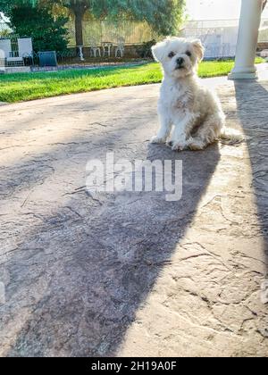 Carino cucciolo maltese seduto sul patio nel cortile posteriore di casa Foto Stock