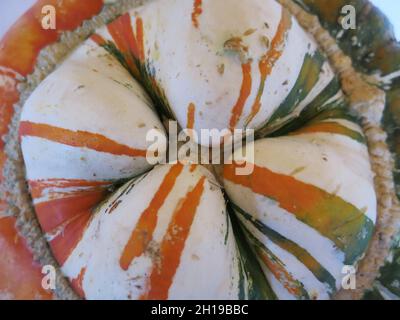 Primo piano guardando verso il basso sulla cima di una varietà Turk's Turban di squash invernale con quattro segmenti in bianco, verde e arancione strisce. Foto Stock