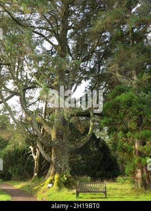 Piantata nel 1839, questa matura Sitka Spruce (Picea Sitchensis) ha beneficiato del perfetto habitat nelle condizioni umide della Scozia sull'isola di Skye. Foto Stock