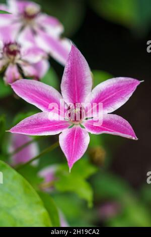 Primo piano di fiori asiatici verginbbower (Clematis terniflora) Foto Stock