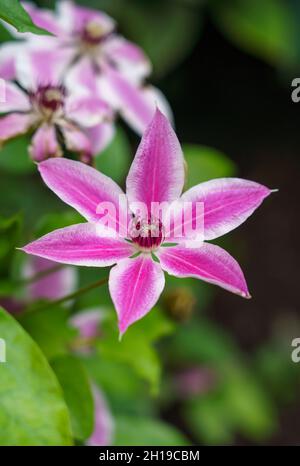 Primo piano di fiori asiatici verginbbower (Clematis terniflora) Foto Stock