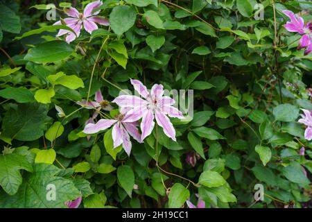 Primo piano di fiori asiatici verginbbower (Clematis terniflora) Foto Stock