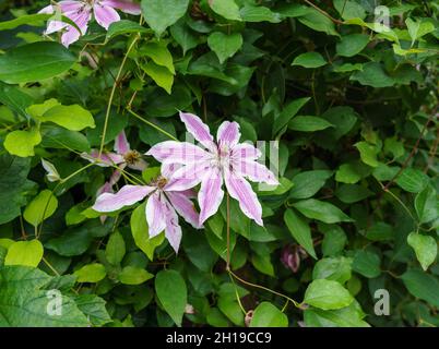 Primo piano di fiori asiatici verginbbower (Clematis terniflora) Foto Stock