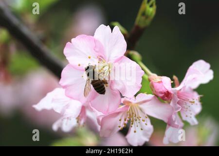 Fiori di ciliegio e ape close-up, bel rosa con fiori bianchi in fiore in campagna con ape in primavera Foto Stock