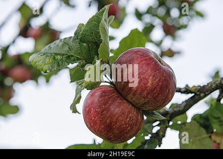Un colpo macro di un paio di mele rosse su un ramo di un albero con uno sfondo sfocato Foto Stock