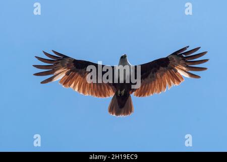 Un kite Brahminy, Haliastur indus, in volo, il simbolo di Langkawi. Parco della Geoforesta di Kilim, Isola di Langkawi, Malesia Foto Stock