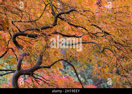 Acero giapponese in autunno splendore nel giardino giapponese Yashiro, Olympia, Washington, Stati Uniti Foto Stock