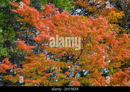 Acero giapponese in autunno splendore nel giardino giapponese Yashiro, Olympia, Washington, Stati Uniti Foto Stock