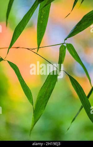 Una visione impressionista delle foglie di bambù con uno sfondo autunnale nel giardino giapponese Yashiro, Olympia, Washington, USA Foto Stock