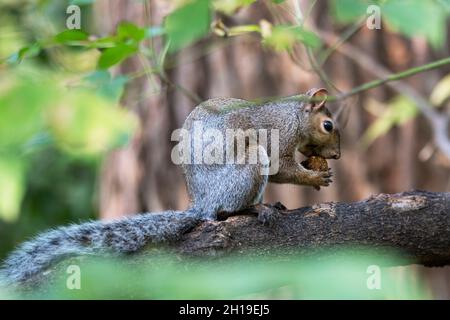 Scoiattolo grigio orientale, (Sciurus carolinensis) scoiattolo grigio con noce Foto Stock