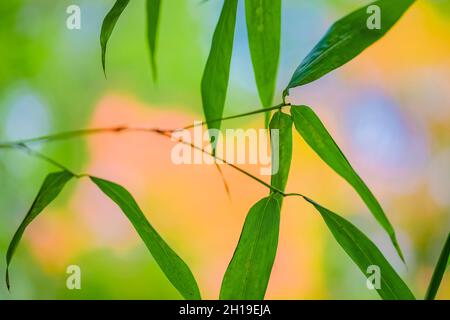 Una visione impressionista delle foglie di bambù con uno sfondo autunnale nel giardino giapponese Yashiro, Olympia, Washington, USA Foto Stock