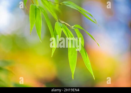 Una visione impressionista delle foglie di bambù con uno sfondo autunnale nel giardino giapponese Yashiro, Olympia, Washington, USA Foto Stock