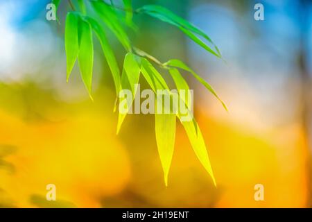 Una visione impressionista delle foglie di bambù con uno sfondo autunnale nel giardino giapponese Yashiro, Olympia, Washington, USA Foto Stock