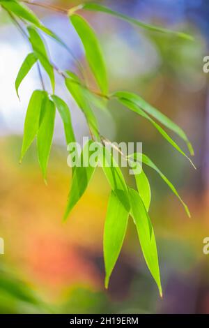 Una visione impressionista delle foglie di bambù con uno sfondo autunnale nel giardino giapponese Yashiro, Olympia, Washington, USA Foto Stock