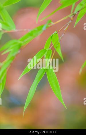 Una visione impressionista delle foglie di bambù con uno sfondo autunnale nel giardino giapponese Yashiro, Olympia, Washington, USA Foto Stock