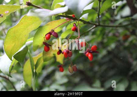 Red Berries su un Bush in Burning in autunno Foto Stock