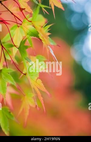 Acero giapponese in autunno splendore nel giardino giapponese Yashiro, Olympia, Washington, Stati Uniti Foto Stock