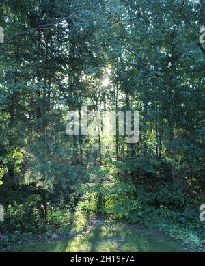 La luce del sole del mattino passa attraverso Una foresta estiva Foto Stock