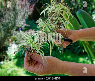 La pianta del ragno del bambino offshoots che è tagliata fuori per re-piantare. Foto Stock