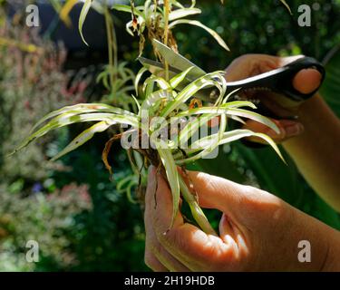 La pianta del ragno del bambino offshoots che è tagliata fuori per re-piantare. Foto Stock
