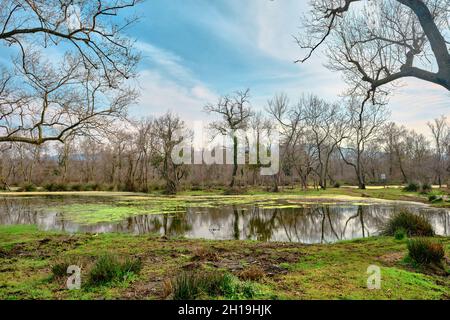 Scena naturale nella foresta di pianura a Karacabey Bursa. Alberi secchi e rami rotti con molti cespugli sull'acqua con riflessi sull'acqua con la montagna Foto Stock