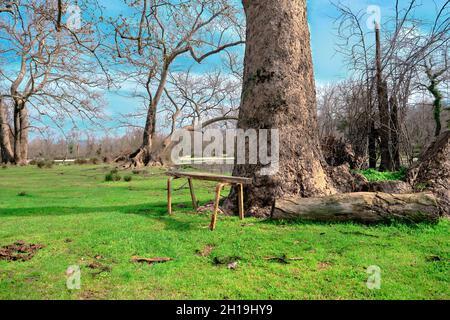 Scena naturale nella foresta di pianura a Karacabey Bursa. Alberi secchi e rami rotti con molti cespugli sull'acqua con riflessi sull'acqua con la montagna Foto Stock