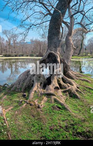 Scena naturale nella foresta di pianura a Karacabey Bursa. Alberi secchi e rami rotti con molti cespugli sull'acqua con riflessi sull'acqua con la montagna Foto Stock