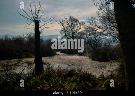 Scena naturale nella foresta di pianura a Karacabey Bursa. Alberi secchi e rami rotti con molti cespugli sull'acqua con riflessi sull'acqua con la montagna Foto Stock