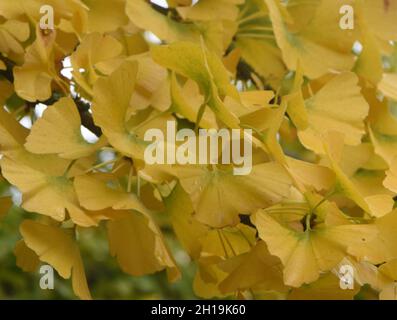 Foglie di autunno gialle di un albero di ginkgo (Ginkgo biloba). Haywards Heath, East Sussex, Regno Unito. Foto Stock