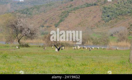 Foresta della pianura nel Karacabey Bursa molti e gruppi di uccelli pellicani cicogna nera e bianca sul campo agricolo verde vicino al fiume e gli alberi. Foto Stock