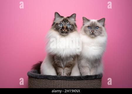 due diversi colori birman gatto fratelli seduti fianco a fianco sul letto per animali su sfondo rosa Foto Stock