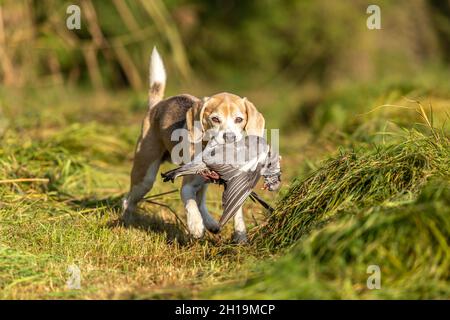 ritratto di un cane che recupera un pidoggeon morto. Gallina con un cane da pistola Foto Stock