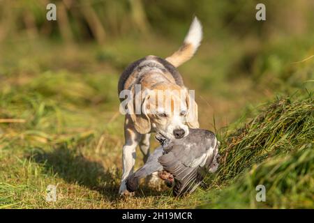 ritratto di un cane che recupera un pidoggeon morto. Gallina con un cane da pistola Foto Stock
