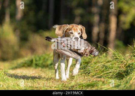 ritratto di un cane che recupera un pidoggeon morto. Gallina con un cane da pistola Foto Stock