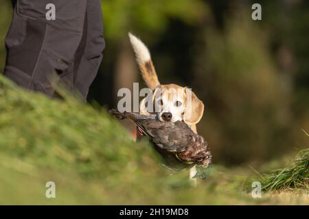 ritratto di un cane che recupera un pidoggeon morto. Gallina con un cane da pistola Foto Stock