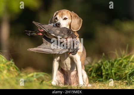 ritratto di un cane che recupera un pidoggeon morto. Gallina con un cane da pistola Foto Stock